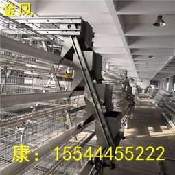 【溫州5萬只金鳳h型蛋雞養(yǎng)殖設(shè)備優(yōu)質(zhì)供應(yīng)商】- 