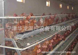 小型養蟹保溫鍋爐,育雛養殖設備,畜牧業養殖鍋爐 價格 谷瀑環保