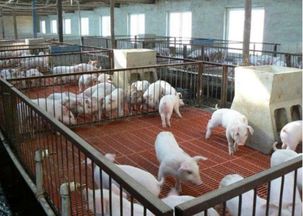 為什么大多養(yǎng)殖場決定使用玻璃鋼格柵