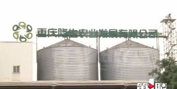 魚價上漲時,飼料廠停產(chǎn)無法供貨,難退養(yǎng)殖戶背巨債無料喂魚