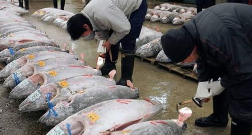 中國拒收日本水產(chǎn),有了意外收獲,美打造的日韓聯(lián)盟,雞飛蛋打了