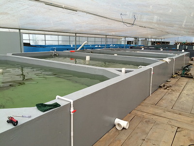 有哪些水產(chǎn)品種適合工廠化循環(huán)水養(yǎng)殖