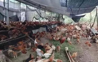 準備辦養雞廠,有多少成功率 回老家養雞成功率大嗎