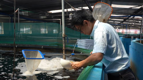 昭通威信 循環水養蝦助力產業升級