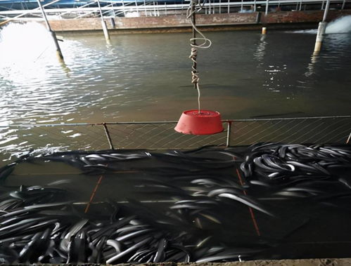 鰻魚養(yǎng)到山溝里,既不破壞生態(tài),還能扶貧