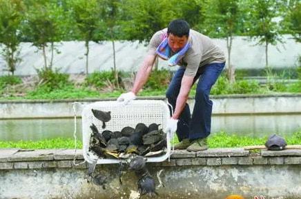 信陽小龍蝦 甲魚等水產(chǎn)品養(yǎng)殖過程中使用藥物 官方辟謠了