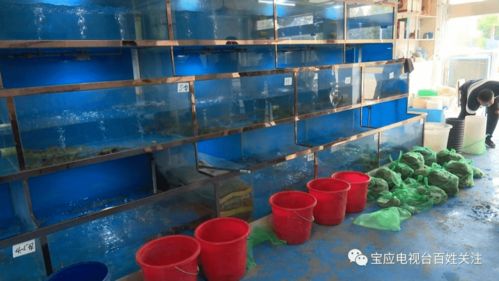 蟹 逅金秋,2.3萬噸優(yōu)質(zhì)寶應(yīng)湖大閘蟹將陸續(xù)上市