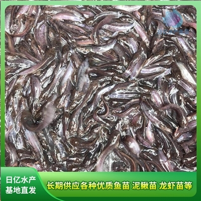 產(chǎn)品圖片_廣州市花都區(qū)赤坭日億水產(chǎn)魚苗養(yǎng)殖場