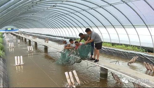 利用溫泉水養(yǎng)南美白對蝦獲得成功,一年能養(yǎng)兩三茬