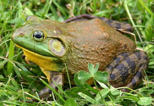 第一書記代言丨稻花香里說豐年,聽取蛙聲一片
