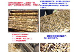 僅40元,搶購市場價100元江山j(luò)s洋槐蜜458g 2瓶 洋槐蜜單糖含量高,易于被人體吸收 具有清淡幽香的槐花香味,甘甜鮮潔,去濕 利尿 涼血 降低血壓等特點,可謂蜜中上品,采集于我國最好的洋槐蜜出產(chǎn)地陜北延安,適合辦公室和家庭沖調(diào)飲品,讓點滴蜂蜜成為您養(yǎng)