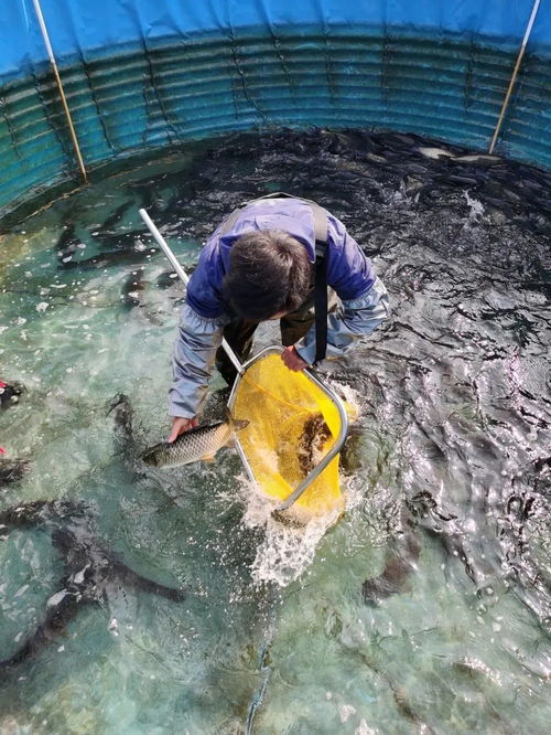 新奇 美味 健康 肇慶這些特色農家風味,你嘗過嗎