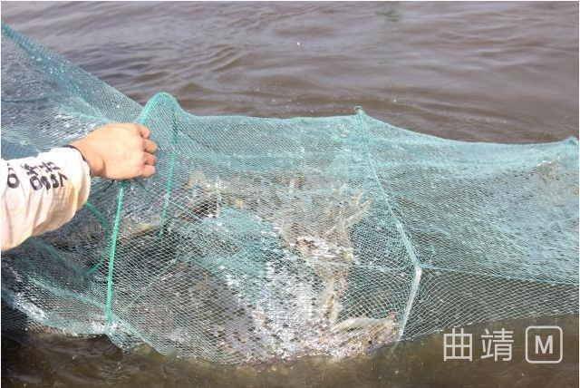 云南曲靖沾益 南美白對蝦等特色水產養殖 鼓 起農民錢袋子