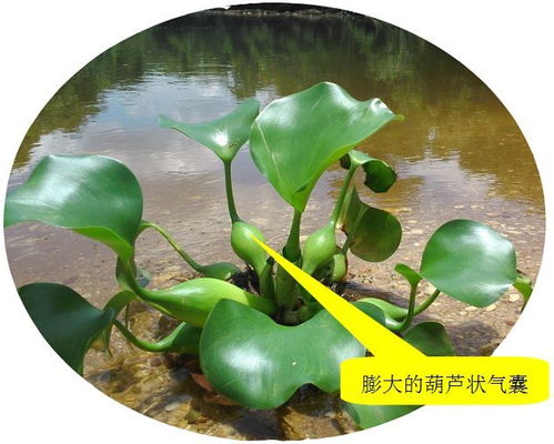 全省大范圍調查 貴州境內這些外來物種很危險,危害性極大 第一個你就見過