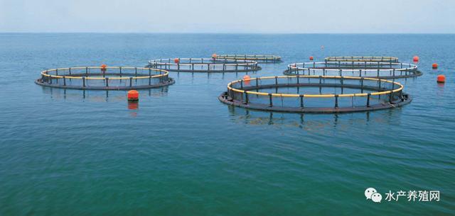 每年20.5公斤,全球人均魚類消費量再創紀錄!水產養殖業將繼續擴張