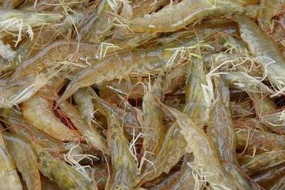 哪種蝦不是養殖的