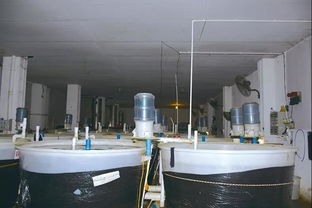 澳洲華僑結緣當地 國寶魚 歸鄉開啟養殖之旅