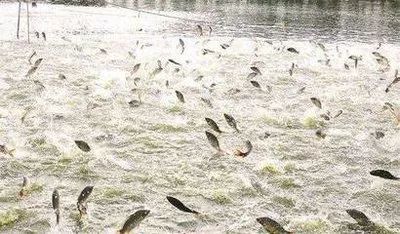 解讀 | 水產(chǎn)養(yǎng)殖業(yè)如何實(shí)現(xiàn)綠色發(fā)展