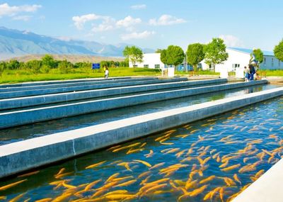 高白鮭、鱸魚、南美白對(duì)蝦&hellip;博州水產(chǎn)品年產(chǎn)總量近800噸