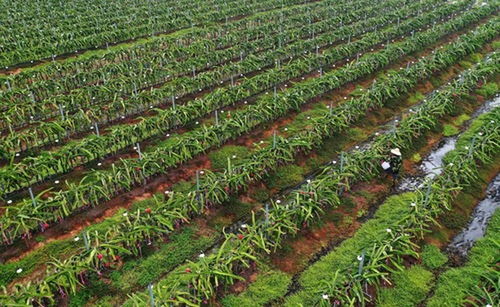 海南抗疫中加勁脫貧攻堅(jiān)