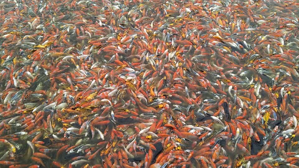 水產(chǎn)觀賞魚養(yǎng)殖我們是認真的