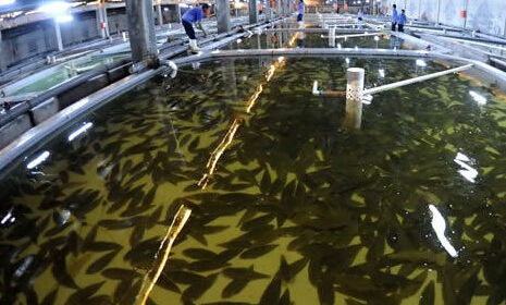 水產(chǎn)品養(yǎng)殖管理及市場調(diào)查