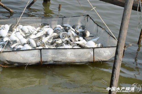 怎么吃河豚才能躲過一死