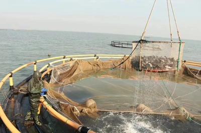 日照:全產業鏈養大"一條魚"