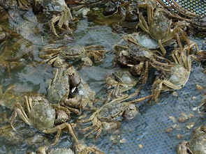 吃貨們 快來看看你們愛吃的大閘蟹是咋養的