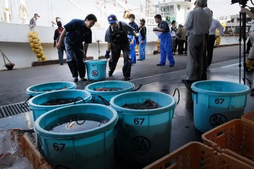 日本政客 中國游客入境要先吃福島海產,每人吃夠10個才允許入境