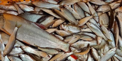 配合飼料替代幼雜魚新規下，如何保障水產養殖戶效益