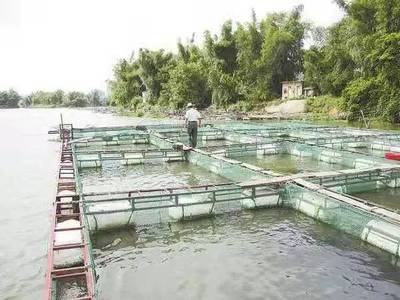 農民養殖致富經 回鄉創業，這幾個水產品養殖年收入可達十幾萬