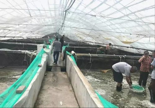 工廠化養蝦陷入困惑，他卻憑借這四點養好蝦，掙大錢