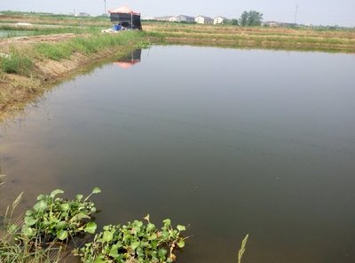 雜交鱧人工養殖技術小結