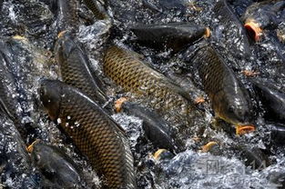 水產品養殖 現代漁業的可持續之路