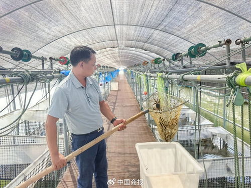 盒馬電子驗蟹師揭秘 采購人員如何挑選優質大閘蟹的關鍵指標