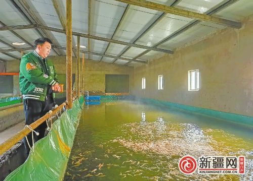 慧養魚 開啟鄉村振興致富之門