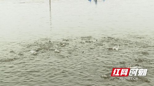 益陽沅江引進特種水產養殖，助推鄉村振興新篇章