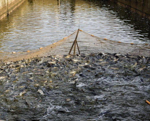 水產(chǎn)養(yǎng)殖中康潔r魚(yú)類(lèi)致病原體大量繁殖的原因與防控對(duì)策