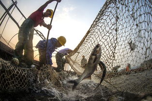 鏡頭下的蔚藍(lán)世界 攝影大賽作品展聚焦水產(chǎn)品養(yǎng)殖