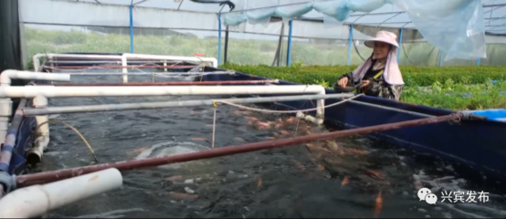 興賓區 積極創建國家級漁業健康養殖示范縣的實踐與成效