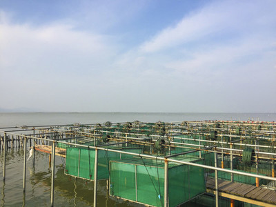 上海豫園古建筑與老飯店水產(chǎn)品養(yǎng)殖的融合文化