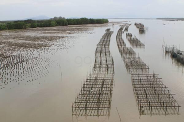 泰國貝類養殖業 熱帶水域的可持續水產養殖典范