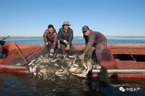 新疆福海縣加強水產品質量監管 確保水產品養殖安全