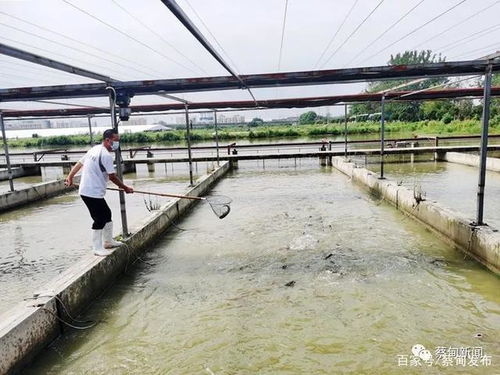 蔡甸多舉措確保水產品量足價穩 本地鮮魚即將上市
