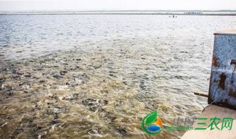 江蘇連云港東辛水產公司全面打響秋季生產攻堅戰，保障水產品養殖高效發展