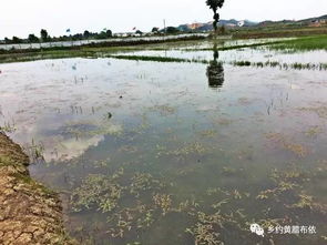大河水產養殖基地 貴州安順市“菜單式”精準扶貧的典范
