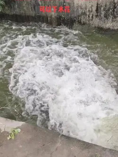 只要你敢，就讓你贏 黃骨魚養殖的水產致富經