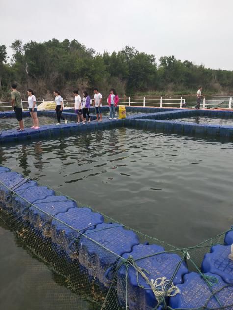 迂回尋魚，雨落丹江——金陂水產養殖場實習側記