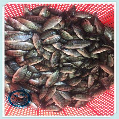 健康高效 活體養殖福壽魚病害防控與羅非魚苗運輸管理